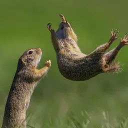 fun animal facts quiz