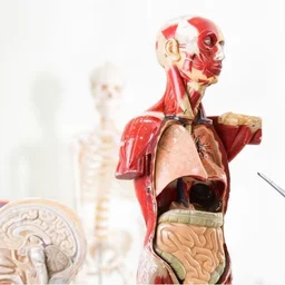 Spanish body parts vocabulary quiz